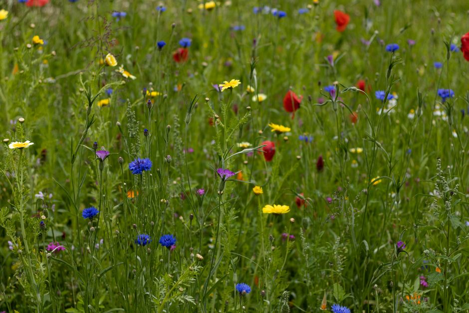 A lush meadow filled with a variety of wildflowers including yellow daisies, blue cornflowers, red poppies, and purple blooms, with green grass and stems interspersed throughout. The flowers are arran