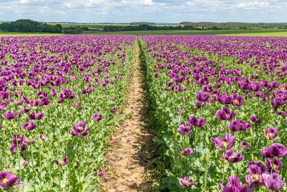A vast field of vibrant purple poppies stretches into the distance, arranged in neat rows separated by a narrow dirt pathway. The flowers, with delicate petals and bright yellow centers, are in full b