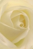 Nestled in the heart of Brent Cross, this intimate portrait of a cream-white rose draws you right into its spiraling embrace. Imagine tracing the soft, nearly weightless petals-each one unfurling with a gentle, dew-kissed touch, whispering against the fingertips with silk-like lightness. Gentle shadows form tender curves within the ivory and pale gold folds, creating a play of light that evokes peaceful early mornings along the paths of Brent Park. The atmosphere is imbued with calm and new beginnings, the rose quietly offering solace-a bloom that's perfect for moments of reflection, heartfelt sympathy, or warm admiration. You can sense the subtle, sweet fragrance lingering just beyond reach, understated yet evocative, like a cherished memory. With each carefully crafted swirl, the skilled hand and local artistry come to the fore, ensuring the emotion behind this flower is felt as deeply as its beauty is seen-a true signature of Brent Cross's enduring floral tradition.